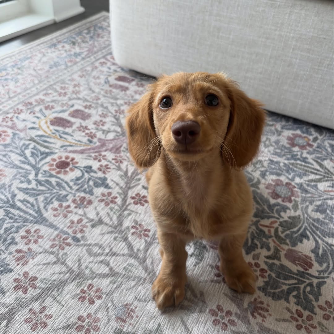 Biscuit, photo 3