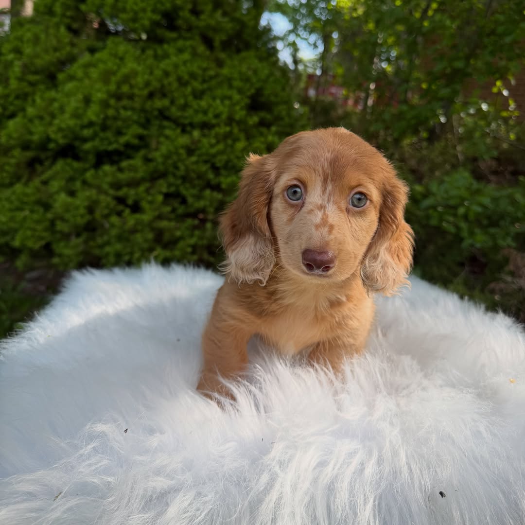 Otto, photo 1