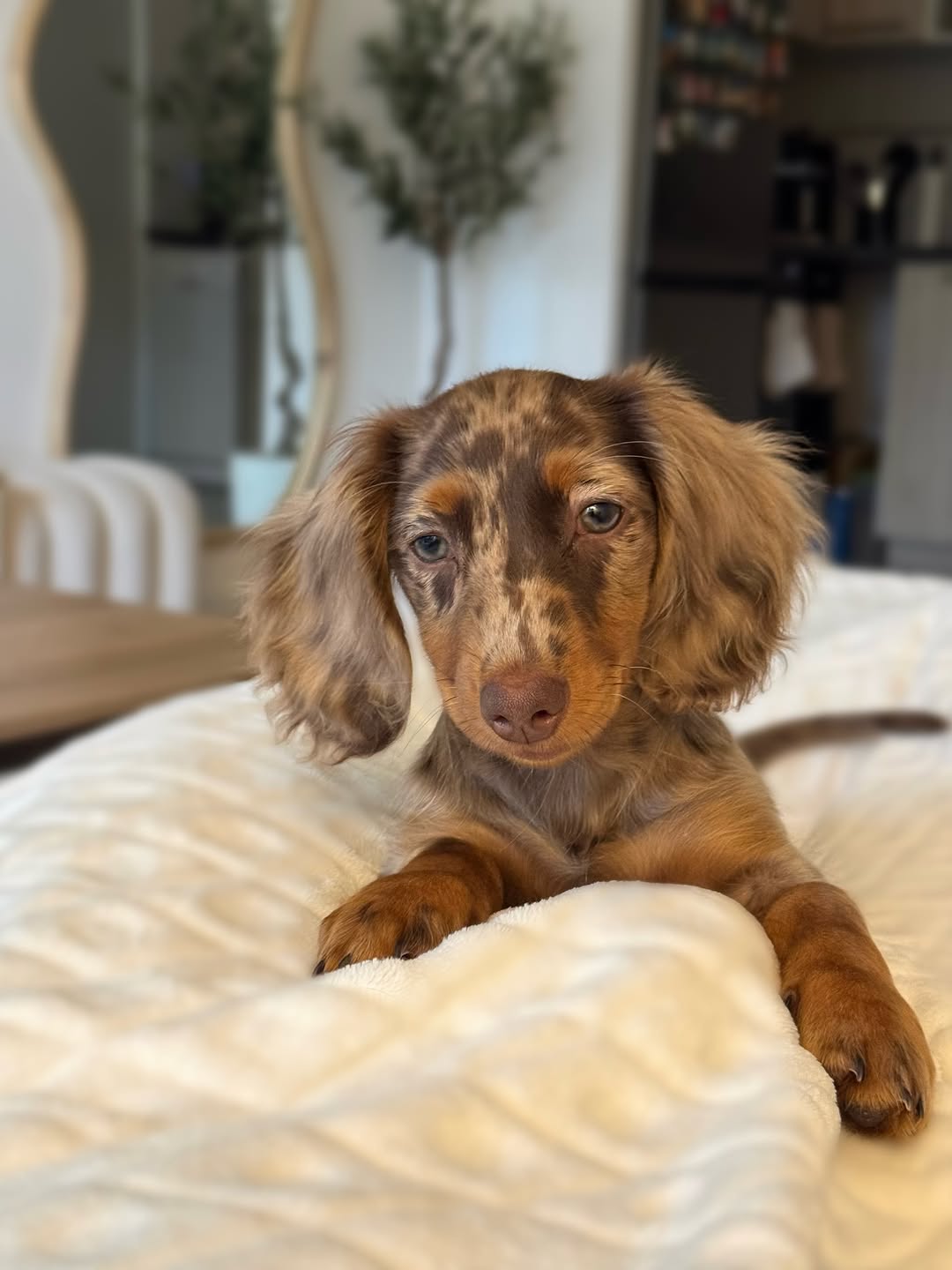 Hazel, photo 1