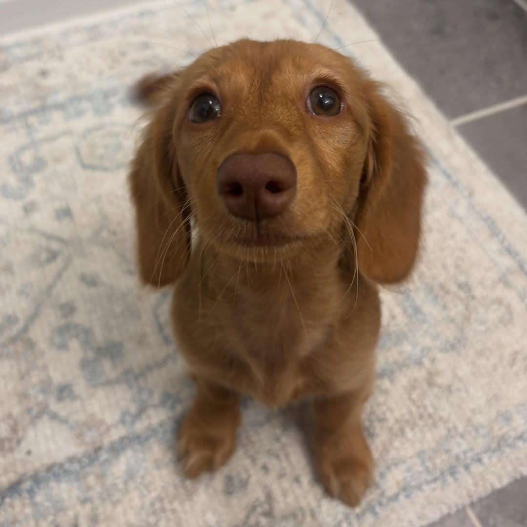 Biscuit, photo 1