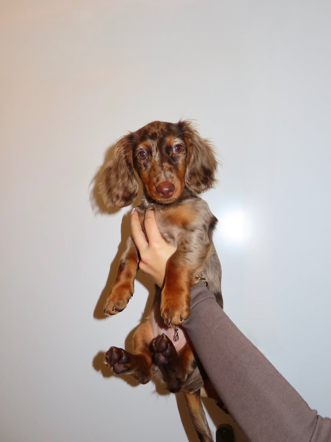 Pepper, photo 2