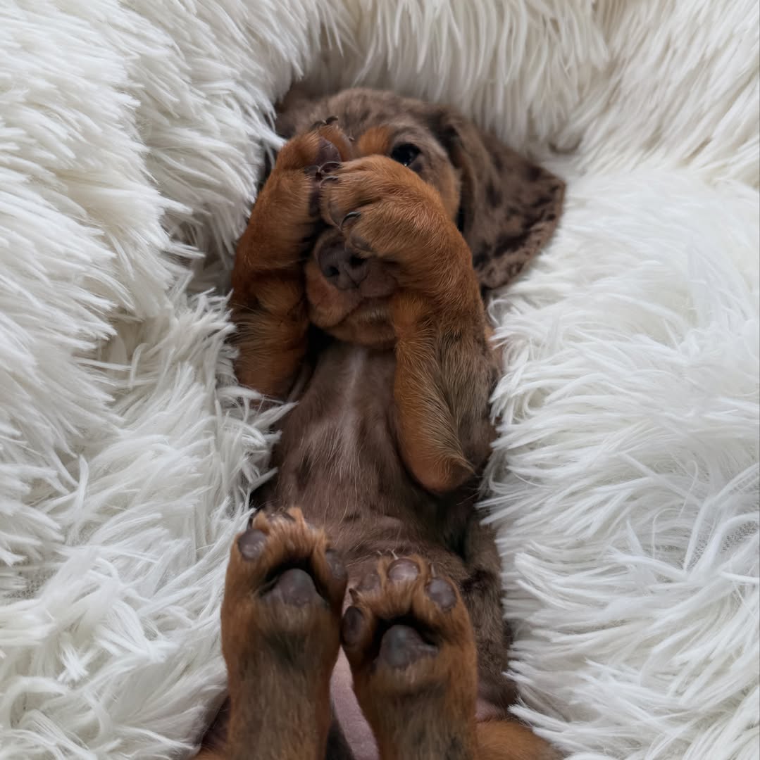 Teddy, photo 3